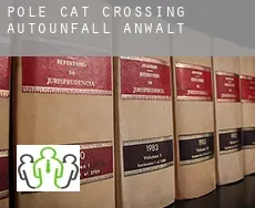 Pole Cat Crossing  Autounfall Anwalt